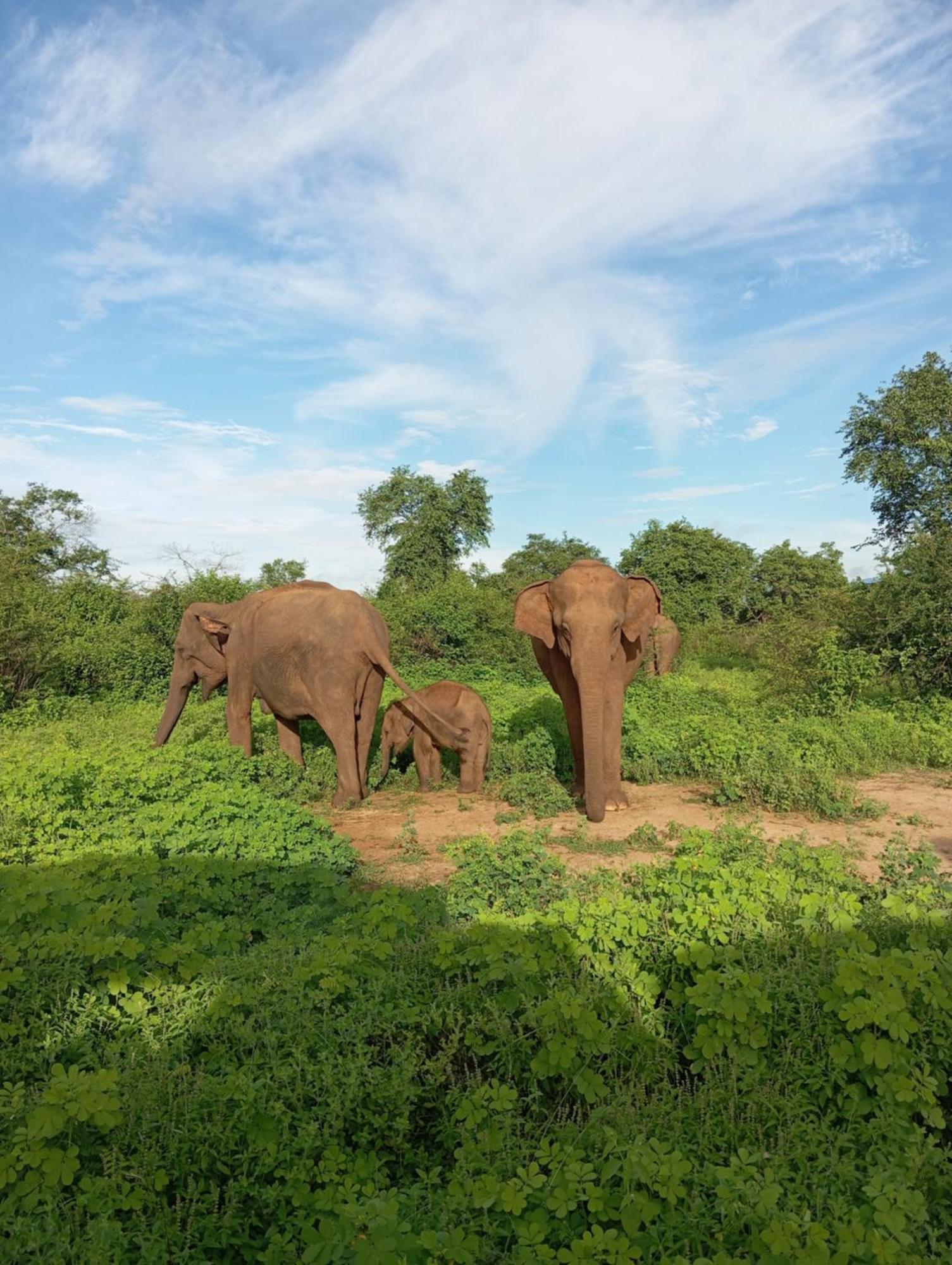 Tusker'S Paradise Safari Villa 达瓦拉维 外观 照片