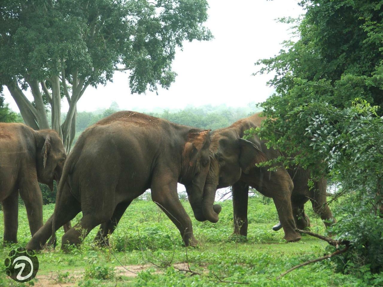 Tusker'S Paradise Safari Villa 达瓦拉维 外观 照片