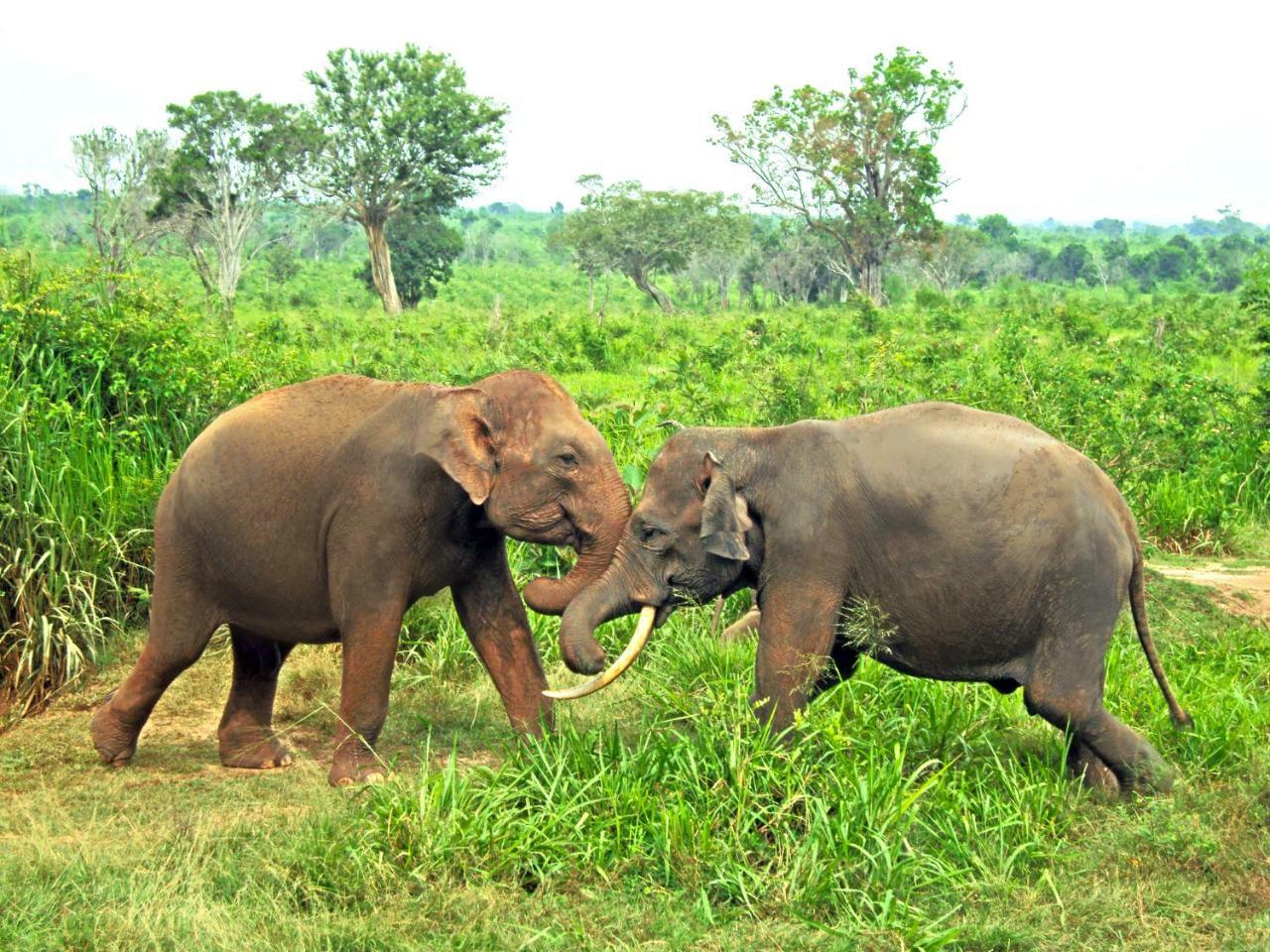 Tusker'S Paradise Safari Villa 达瓦拉维 外观 照片