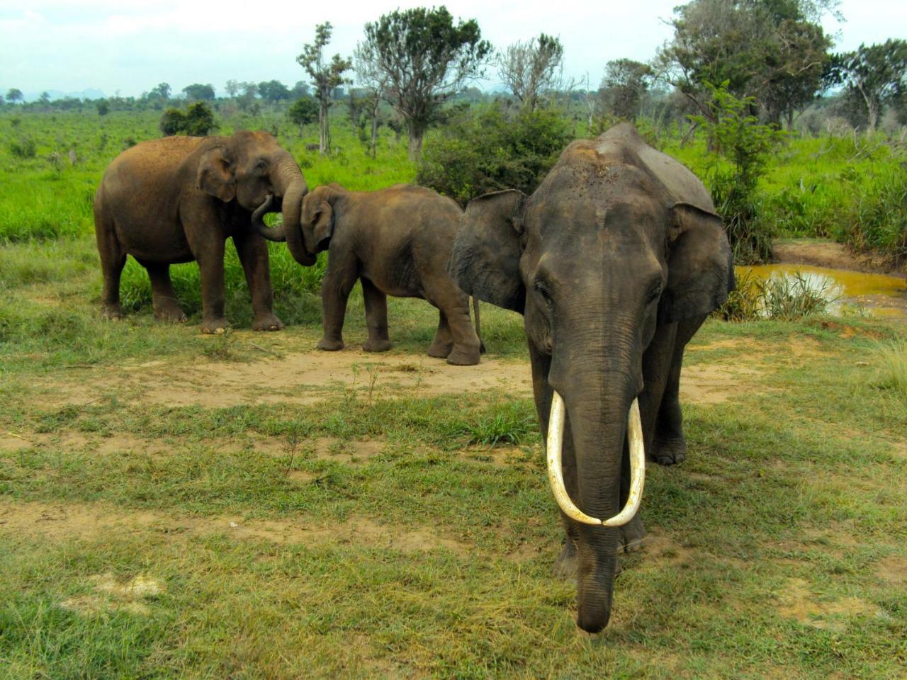 Tusker'S Paradise Safari Villa 达瓦拉维 外观 照片