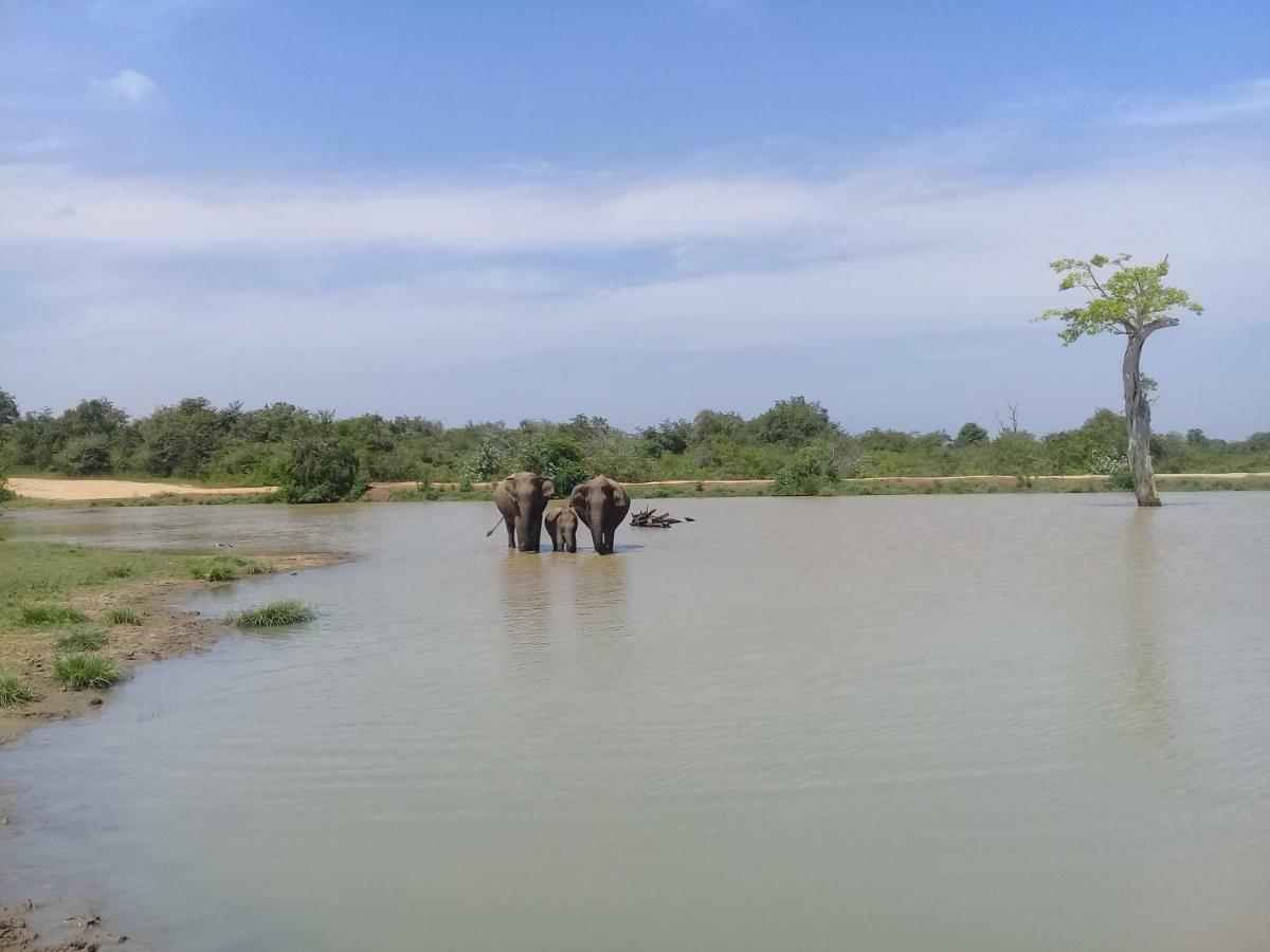 Tusker'S Paradise Safari Villa 达瓦拉维 外观 照片