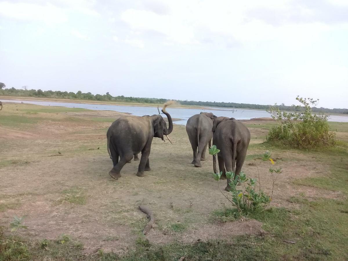 Tusker'S Paradise Safari Villa 达瓦拉维 外观 照片