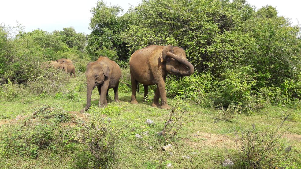 Tusker'S Paradise Safari Villa 达瓦拉维 外观 照片