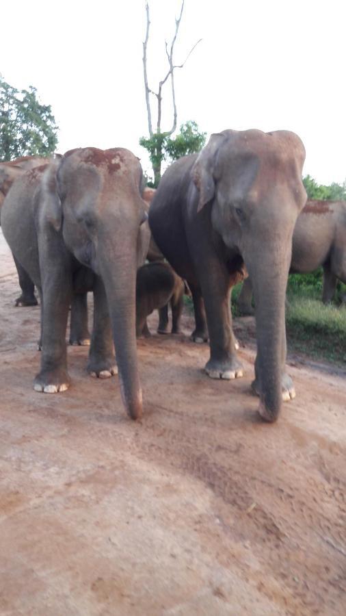 Tusker'S Paradise Safari Villa 达瓦拉维 外观 照片