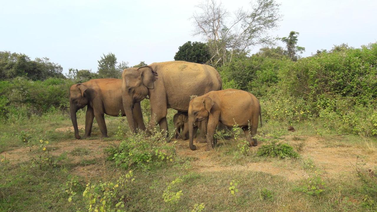 Tusker'S Paradise Safari Villa 达瓦拉维 外观 照片