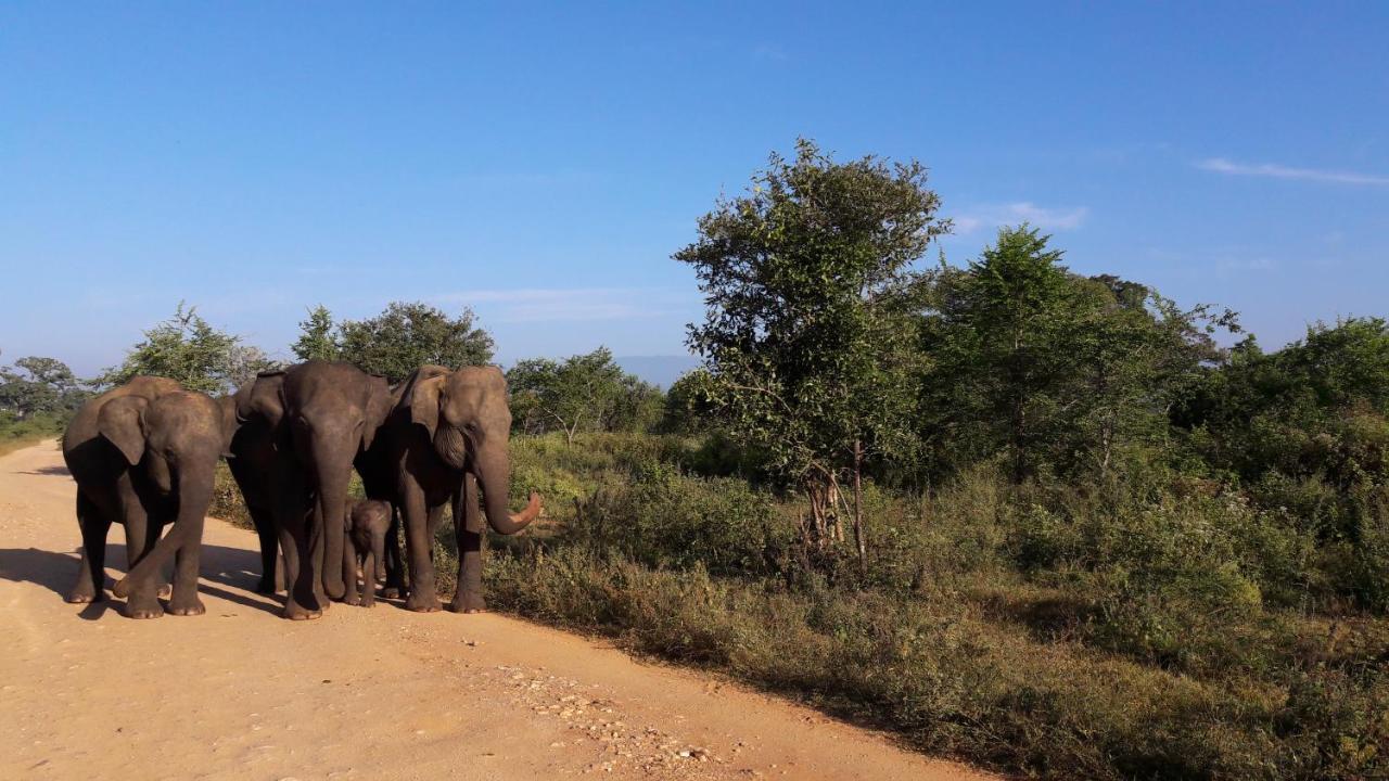 Tusker'S Paradise Safari Villa 达瓦拉维 外观 照片