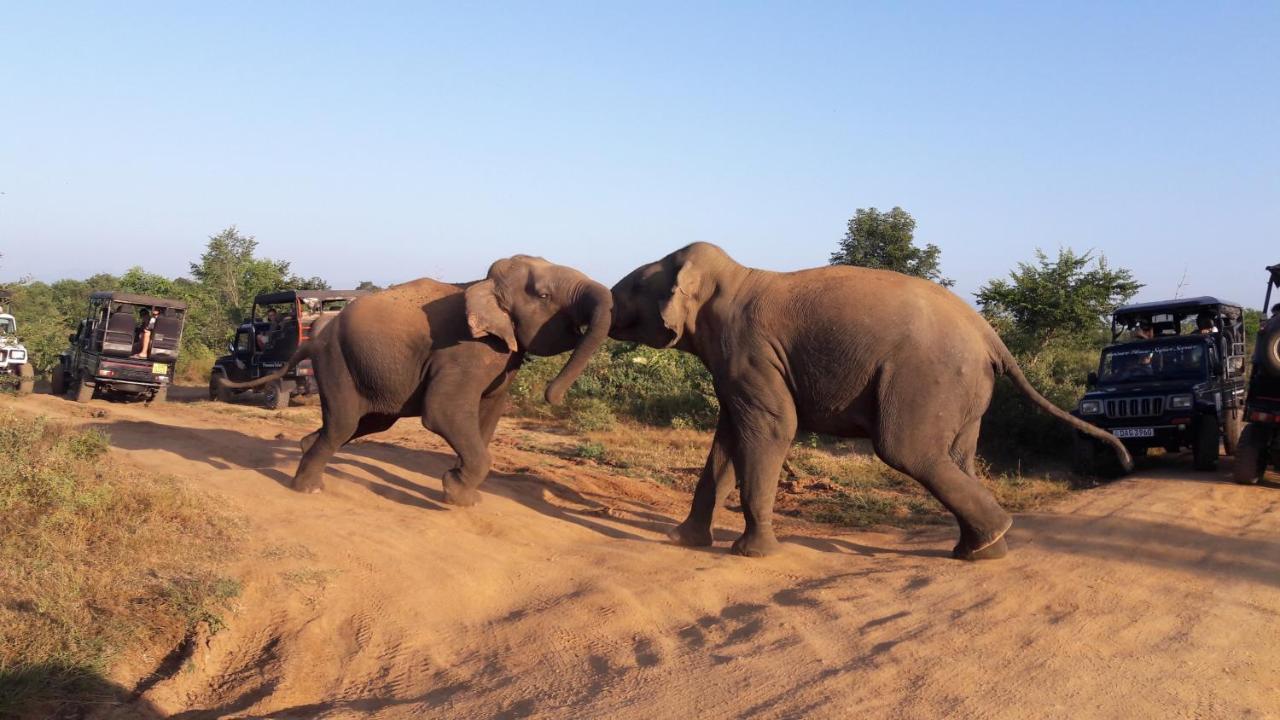 Tusker'S Paradise Safari Villa 达瓦拉维 外观 照片